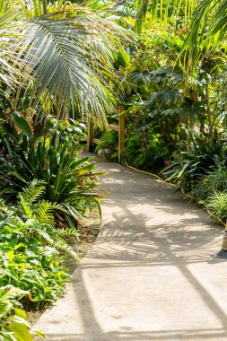 Egzotik bitkiler, kaktüsler, succulents ve diğer sera içinde