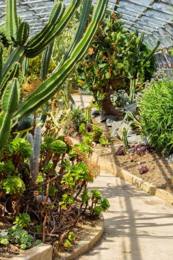 Egzotik bitkiler, kaktüsler, succulents ve diğer sera içinde