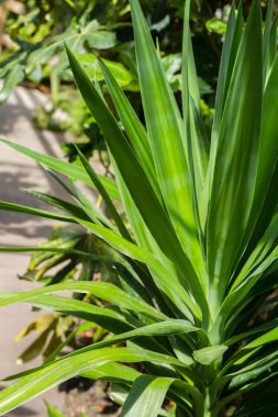 Yucca soyut detayını bırakır, egzotik bitki
