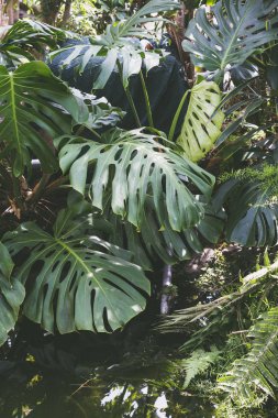 Güzel yeşil tropikal Monstera bırakır