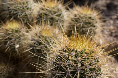 Kaktüs. Etli ya da kaktüs yeşil bitki keskin dikenli yakın çekim
