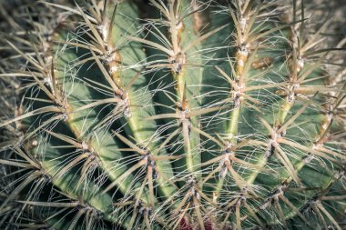 Cactus. Close up of green succulent or cactus plant with sharp spikes outside