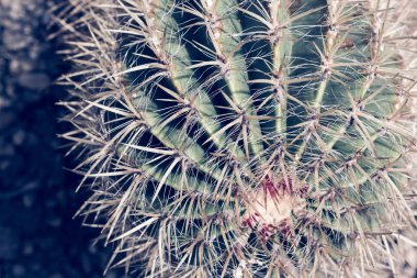Kaktüs. Etli ya da kaktüs yeşil bitki keskin dikenli yakın çekim