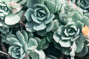 Güzel etli bitki, yakın çekim