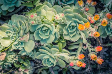 Güzel etli bitki, Aeonium arborescens rozet çiçek bitki, etli crassulaceae