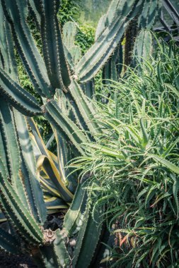 Kaktüs. Etli ya da kaktüs yeşil bitki keskin dikenli yakın çekim