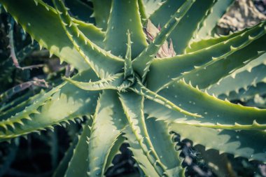 Aloe x spinosissima. Örümcek Aloe güzel bitki, yakın