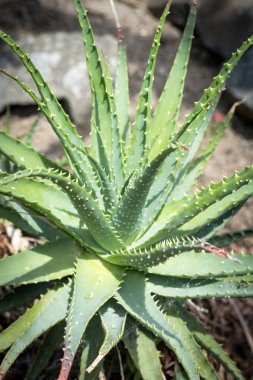 Aloe x spinosissima. Örümcek Aloe güzel bitki, yakın