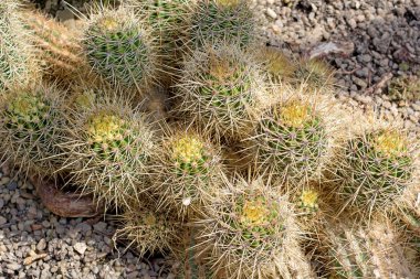 Kaktüs. Etli ya da kaktüs yeşil bitki keskin dikenli yakın çekim