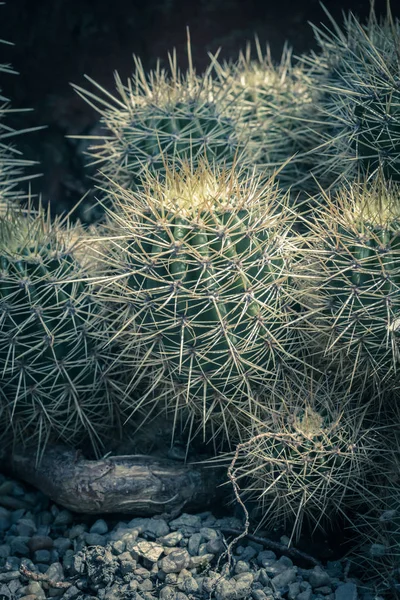 Cactus Close Green Succulent Cactus Plant Sharp Spikes — Stock Photo, Image