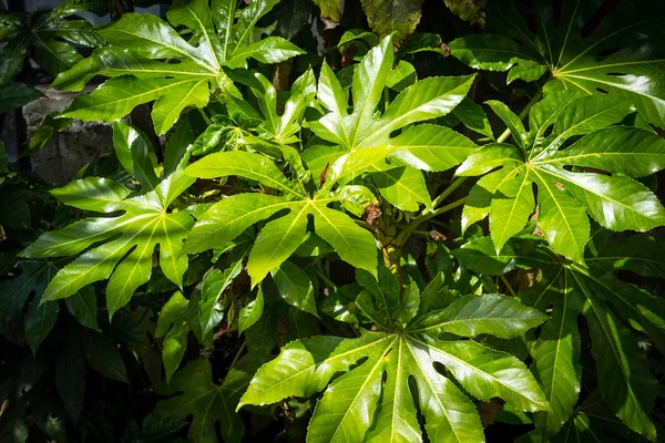 エキゾチックな緑植物 自然な背景 — ストック写真
