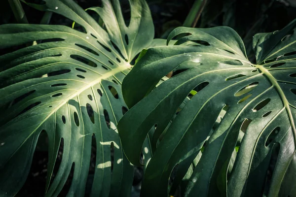Красивые Зеленые Тропические Листья Monstera — стоковое фото
