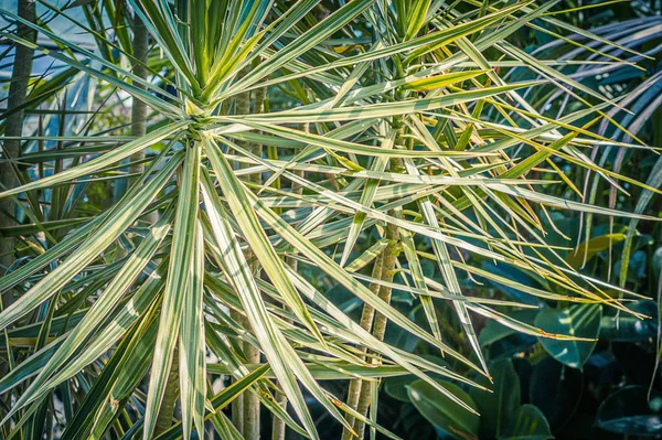 Plantas Exóticas Fechar Padrão Detalhado — Fotografia de Stock