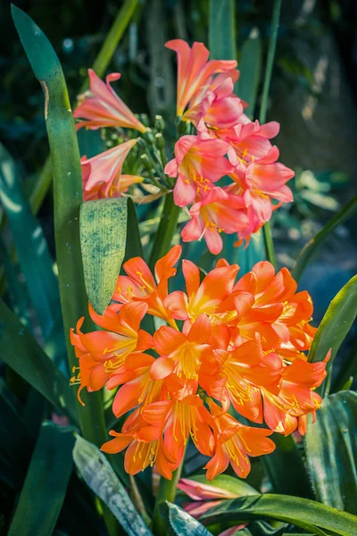 Linda Enorme Flor Exótica Vermelha Perto Jardim — Fotografia de Stock