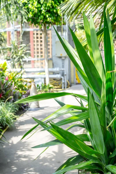 温室では エキゾチックなユッカ植物をクローズ アップ — ストック写真