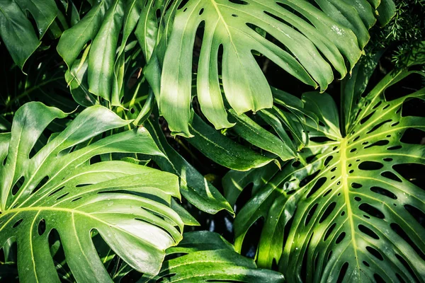 美丽的绿色热带叶子龟背竹 — 图库照片