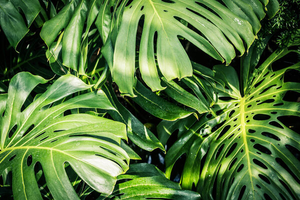 Beautiful green tropical leaves Monstera