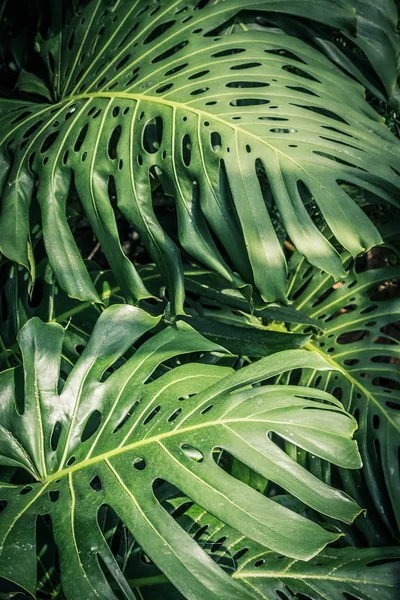 Lindas Folhas Tropicais Verdes Monstera — Fotografia de Stock