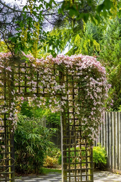 美丽的背光 Clemaits 花在树枝上的花园门口 关闭美丽的 浪漫的拍摄 — 图库照片