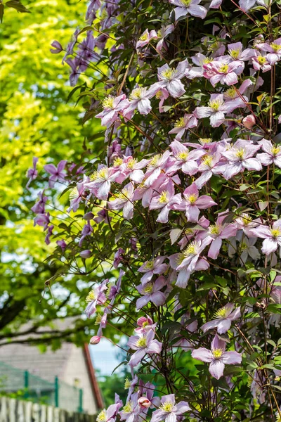 Bei Fiori Clemaits Retroilluminati Sui Rami Cancello Del Giardino Vicino — Foto Stock