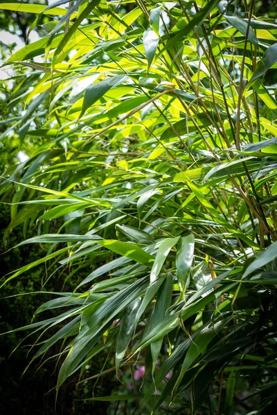 Bambus Strom Listy Exotické Rostliny Zelené Vzorované Pozadí — Stock fotografie