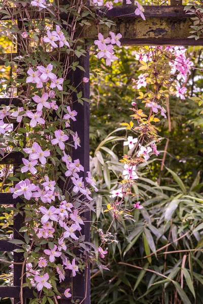 庭の門で枝に美しいバックライト Clemaits 花を美しい ロマンチックなショットを閉じる — ストック写真