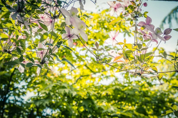 美丽的背光 Clemaits 花在树枝上的花园门口 关闭美丽的 浪漫的拍摄 — 图库照片