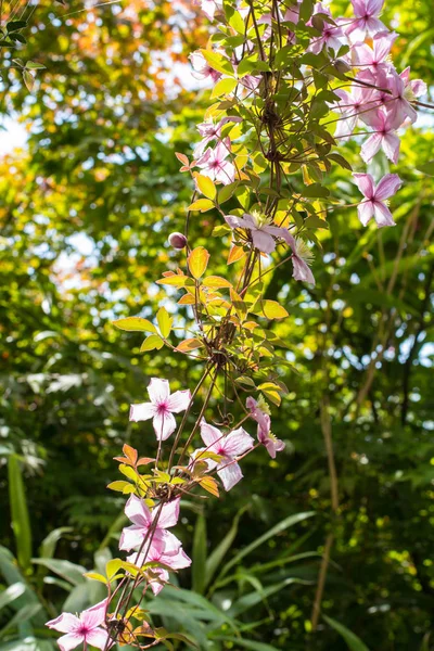 美丽的背光 Clemaits 花在树枝上的花园门口 关闭美丽的 浪漫的拍摄 — 图库照片