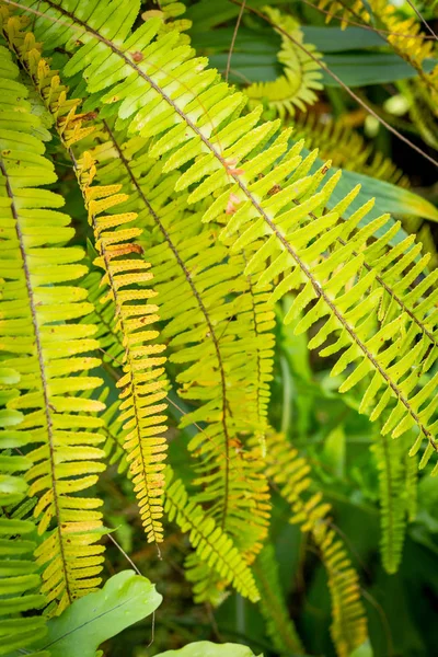 エキゾチックな葉 緑シダ背景 — ストック写真