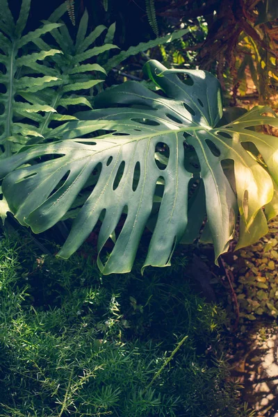 Lindas Folhas Tropicais Verdes Monstera — Fotografia de Stock