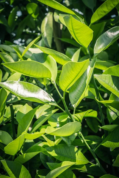 Листья Апельсина Экзотические Растения Зеленый Узорчатый Фон — стоковое фото