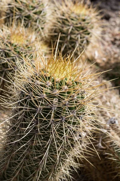 Cactus Close Green Succulent Cactus Plant Sharp Spikes — Stock Photo, Image