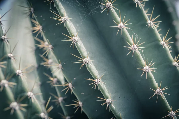 Cactus Close Green Succulent Cactus Plant Sharp Spikes — Stock Photo, Image