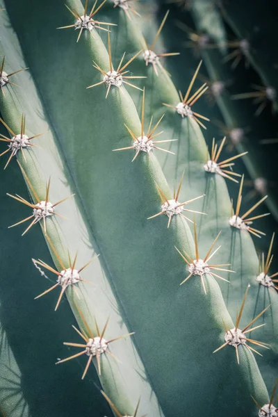 Cactus Close Green Succulent Cactus Plant Sharp Spikes — Stock Photo, Image