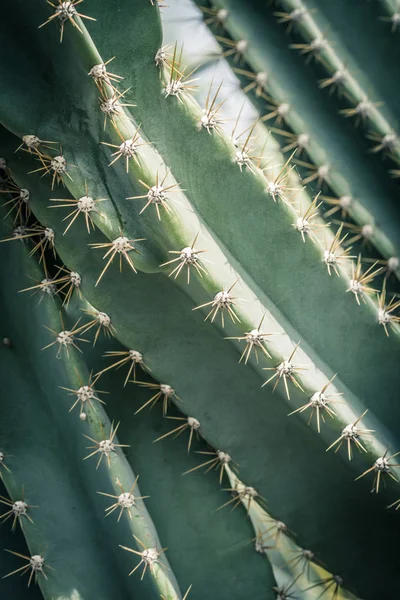Cactus Close Green Succulent Cactus Plant Sharp Spikes — Stock Photo, Image