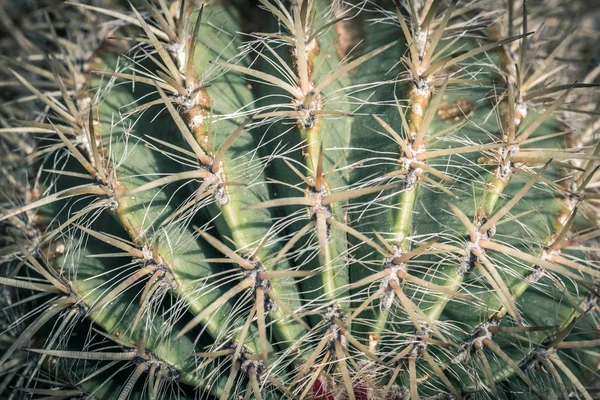 Cactus Fechar Acima Planta Suculenta Cacto Verde Com Pontos Afiados — Fotografia de Stock