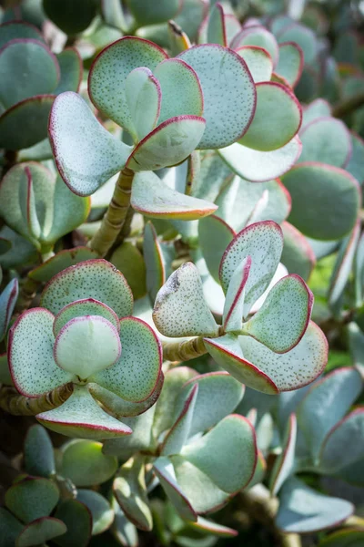 Crassula Ovata Όμορφα Φυτά Χυμώδεις Κοντινό Πλάνο — Φωτογραφία Αρχείου