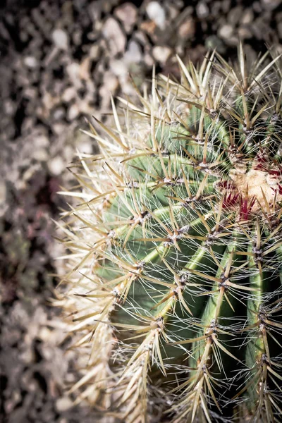 Cactus Primer Plano Suculenta Verde Planta Cactus Con Picos Afilados —  Fotos de Stock
