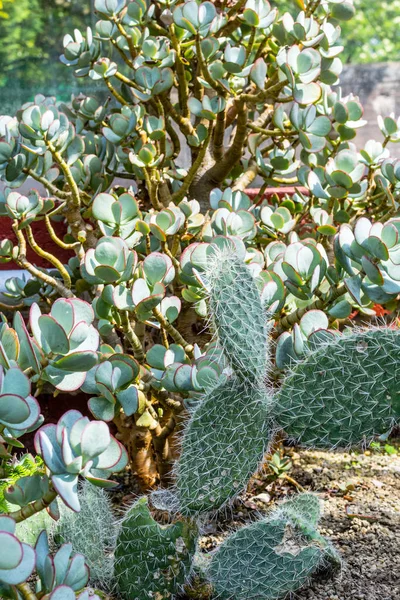 Crassula Ovata Belas Plantas Suculentas Perto — Fotografia de Stock