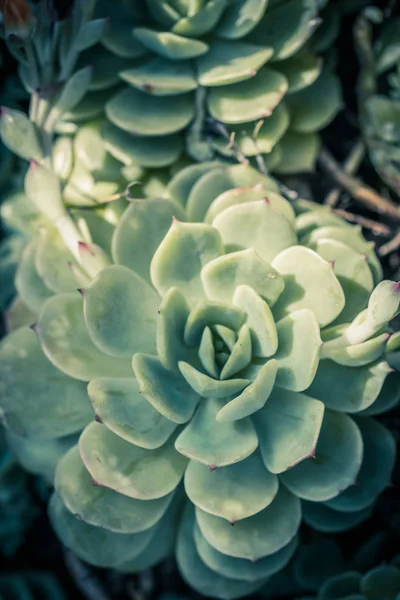 Belles Plantes Succulentes Gros Plan — Photo