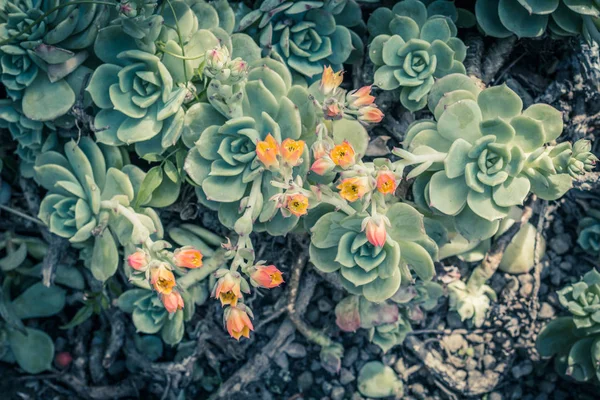 Красиві Соковиті Рослини Крупним Планом — стокове фото
