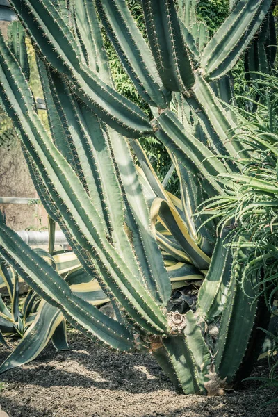 Cactus Fechar Acima Planta Suculenta Cacto Verde Com Pontos Afiados — Fotografia de Stock