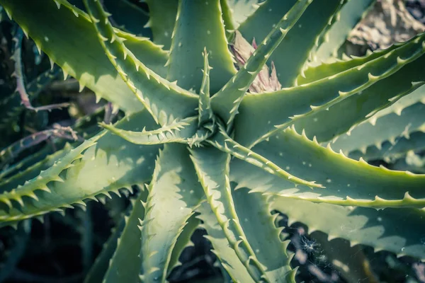 Aloe Spinosissima Piękna Roślina Aloe Pająk Zbliżenie — Zdjęcie stockowe