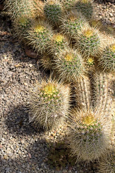 Cactus Close Green Succulent Cactus Plant Sharp Spikes — Stock Photo, Image