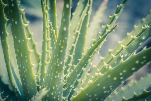 Aloe Spinosissima Piękna Roślina Aloe Pająk Zbliżenie Obrazek Stockowy