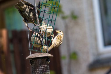 Kuşlar, serçeler ve bahçede besleme sığırcık