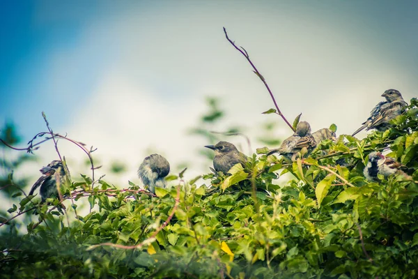 Vögel Sperlinge Und Stare Beim Fressen Garten Nahaufnahme — Stockfoto