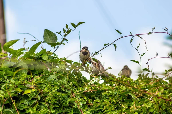 Gartenvögel Großbritannien Sperlinge Stare — Stockfoto