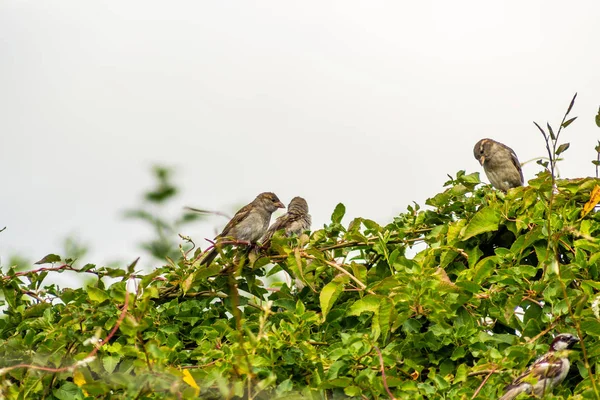 Vögel Sperlinge Und Stare Beim Fressen Garten Nahaufnahme — Stockfoto