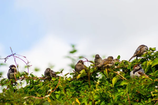 Pájaros Gorriones Estorninos Alimentándose Jardín Tiro Cerca —  Fotos de Stock